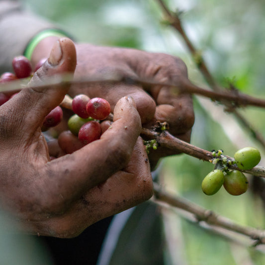 In Defense of Washed Coffee