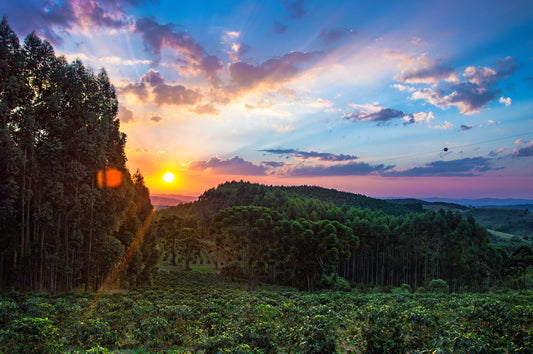 You Can't Grow Coffee in Your Backyard